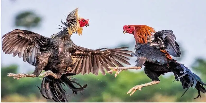 đá gà truyền thống